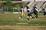 C-Elephants  0028_resize